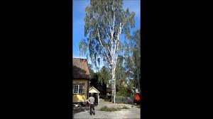 Tree Firm Stock Working On A Substantial Tree Maintenance Tree Surgeons Gardening Essex Fells Tree Surgeons Tree Company