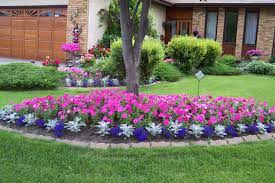 Like The Dusty Miller Between Dark Flowers For Border Outdoor Gardens Design Outdoor Garden Planters Lawn And Garden