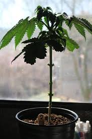Maybe you would like to learn more about one of these? How To Grow A Cannabis Bonsai Tree