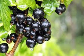 With fruity sweet taste, black currant tea has the potential to inhibit inflammation mechanisms that may originate heart disease, cancer and microbial infections. Why You Should Eat Blackcurrants Foodal Com