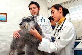 El 17 de agosto se celebra en méxico el día del médico veterinario zootecnista, fecha en la que se fundó la primera escuela veterinaria en nuestro país y en el continente americano, en 1853. 17 De Agosto Celebran El Dia Del Medico Veterinario