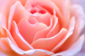 Image result for Rosa sp.