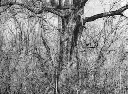 Using basic lines helps to uncomplicate the process and you soon become familiar with seeing and copying various subjects. Nature Hyper Realistic Pencil Drawing Nature Realistic Drawings Novocom Top