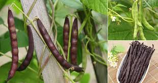 We did not find results for: Growing Different Types Of Beans Bean Varieties