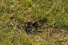 Immer wieder kommt es vor, dass sich plötzlich, meist über nacht, unschöne löcher im rasen, in den beeten oder entlang von steinmauern auftun. Kleine Locher Im Rasen Welches Tier War Es