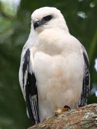 Check spelling or type a new query. White Hawk Wikipedia