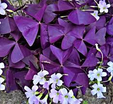 Oxalis Plant Care Grow Shamrock Plant Growing Ornamental Oxalis Shamrock Plant Plants Blooming Plants