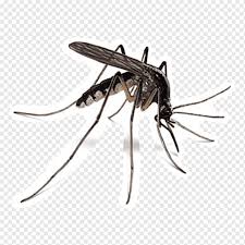 For example, populations of pest insects such as scales are often. Mosquito Control Household Insect Repellents West Nile Fever Mosquito Insects Pest Control Disease Png Pngwing