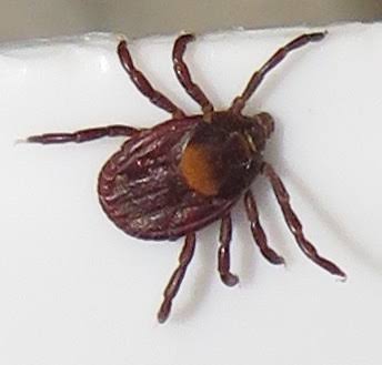 Pepper Ticks (Genus Rhipicephalus) · iNaturalist
