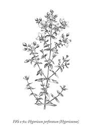 Printable Black And White Botanical Prints Sweeterlittlehome Com Nbspsweeterlittlehome Resources And Information Vintage Botanical Prints Botanical Prints Botanical Prints Free
