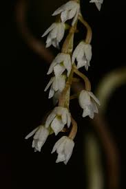 Image result for Microcoelia globulosa