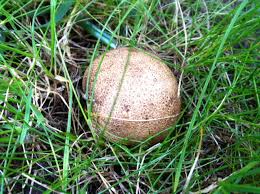 Bekampfung Verenas Gruner Daumen