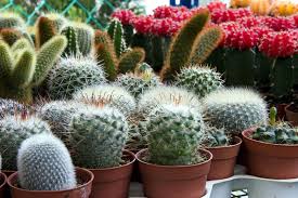 Ocotillo looks a lot like cactus, but it is not a true cactus. 10 Types Of Indoor Cactus Plants Best Cactus For Home Gardening