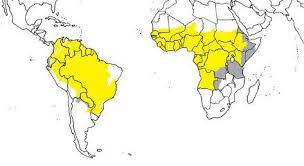 World Immunization Week Yellow Fever Updates And News Iamat