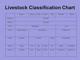 37 Unfolded Livestock Chart