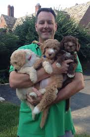 Deer pines labradoodle breeders ohio. About Us Labradoodles On Main Australian Labradoodles Ohio