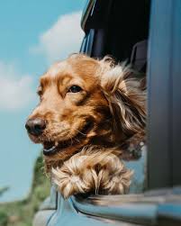 Rv Travel With Dogs Safety Comfort For Your Pet