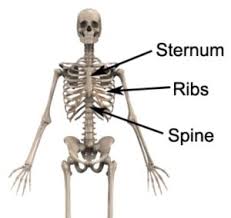 Upper Back Chest Pain Diagnosis Guide