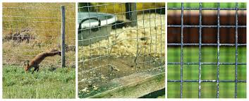 Why foxes come into your garden. Deterring Foxes Wildlife Online