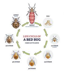Image result for bed bugs eggs