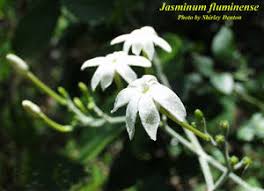Image result for Jasminum fluminense