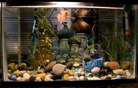 Betta Bowls Or Tanks 15 Great Examples Of Betta Fish Tanks Betta Fish Tank Betta Tank Betta Fish