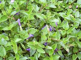 Image result for Linderniaceae