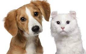 Diabetes en perros y gatos - Canal Diabetes