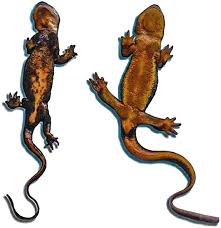 Image result for Craterostigma newtonii