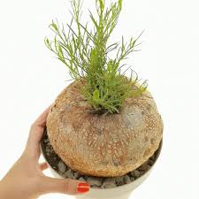 Image result for Ipomoea bolusiana