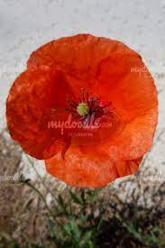 Spanish Poppy Flower Macro Photography There Is Another One Available To Form A Set Macro Photography Flowers Poppies Macro Photography