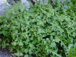 Weitere ideen zu unkraut im garten, garten, unkraut. Unkraut Im Garten Franzosenkraut Karin Greiner Pflanzenlust