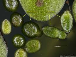 Image result for Wolffia