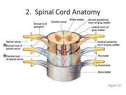 This diagram can be used in manufacturing, sales process and marketing. Spinal Cord Diagram