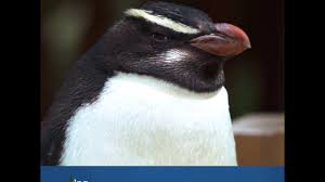 These little penguins are for many people one of the first things they want to visit around melbourne. Fiordland Penguins At Melbourne Zoo Youtube