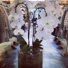 Send us your best pics of the city! Wholesale Flowers In West Palm Beach Fl Gallery