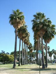 Image result for Disa robusta