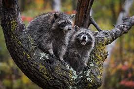 Maybe you would like to learn more about one of these? How To Get Rid Of Raccoons In Your Garden Humanely
