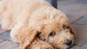 Find the perfect labradoodle stock photos and editorial news pictures from getty images. Labradoodle Creator Says Introducing The Dog Is His Life S Regret Uk News Sky News