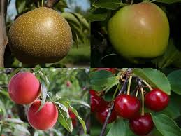 2021/2022 New Jersey Commercial Tree Fruit Production Guide