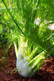 Fenchel Fenchel Garten Pflanzen Und Pflanzen