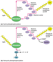 102 The Light Dependent Reactions Photophosphorilation