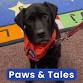 Paws & Tales event in Andover, MA