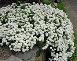 9 видео 28 просмотров обновлен 6 июл. Candytuft Tahoe Flowers Seed Hardy Perennial Ground Cover Iberis S