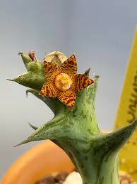 Image result for Orbea schweinfurthii