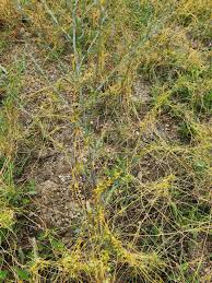 Image result for Cassytha filiformis