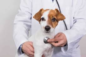 First vet visit: Don't wait, stay calm, be prepared, and ask questions