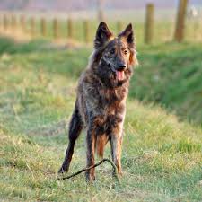 They have deep roots as herders but now assist humans in various types of work. 15 Dogs That Look Like German Shepherds