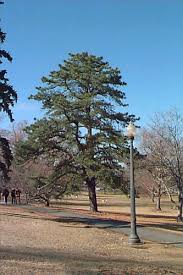 Image result for Pinus rigida