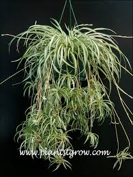 Image result for Chlorophytum angustissimum